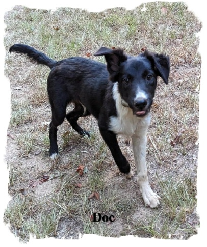 ABCA B/W male Border Collie out of working stock